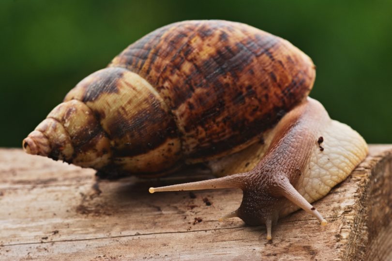 Afrikanische Riesenschnecke Documenta Fifteen