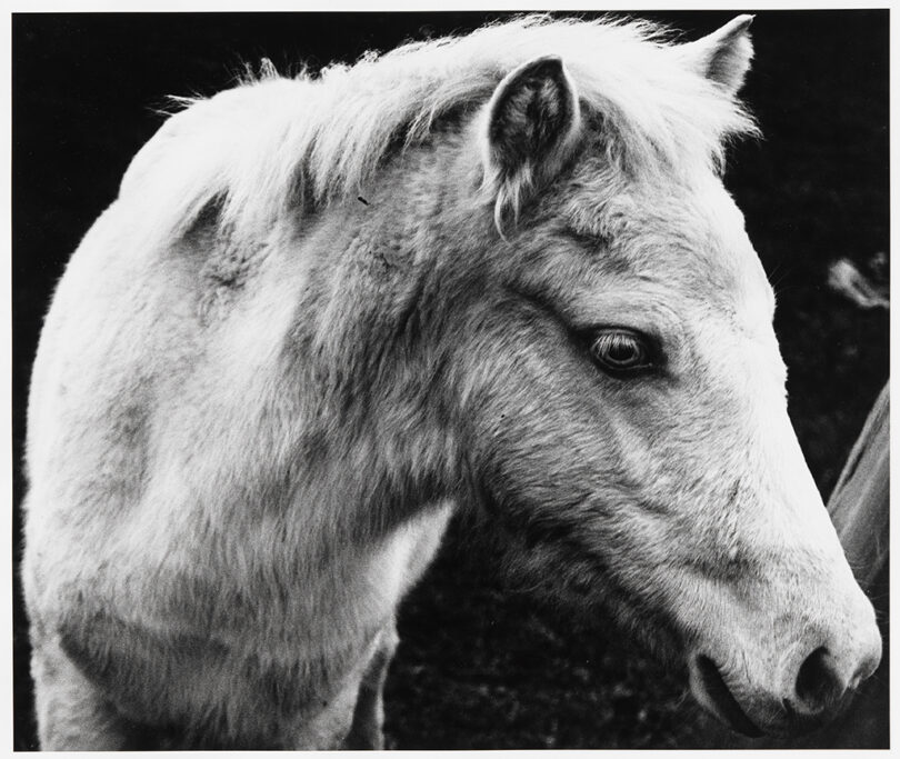 Peter Hujar Pferd 1969