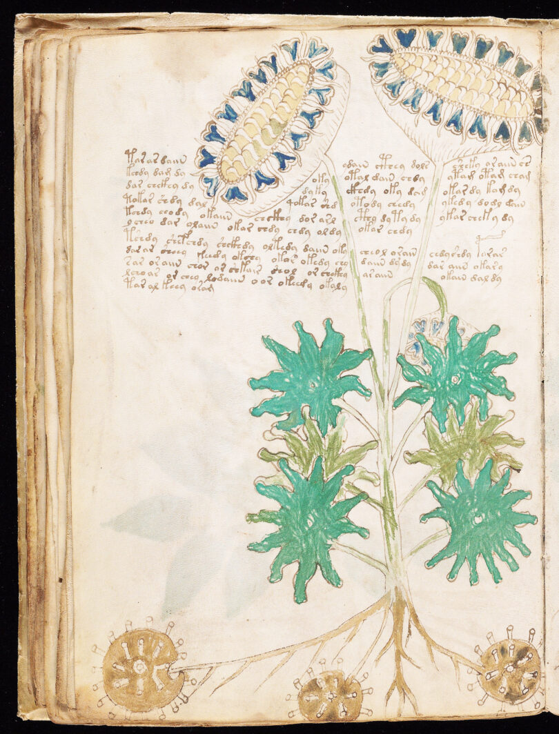 Voynich Manuskript Pflanzen