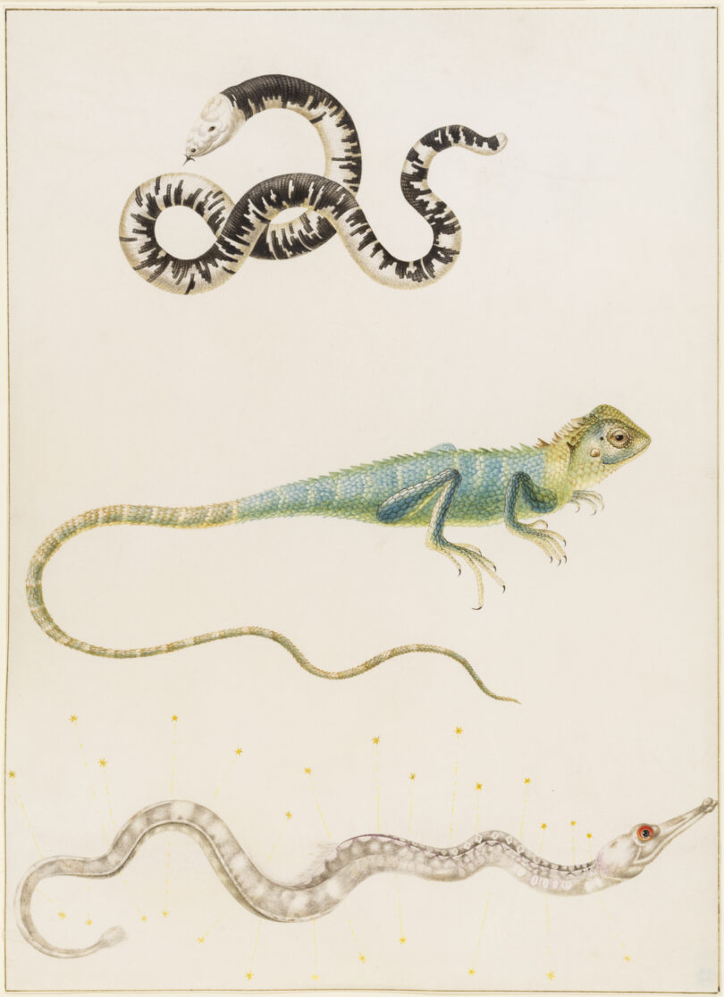 Sibylla Merian Südamerikanische fußlose Eidechse, Leguan oder ostindische Baumeidechse und Seenadel