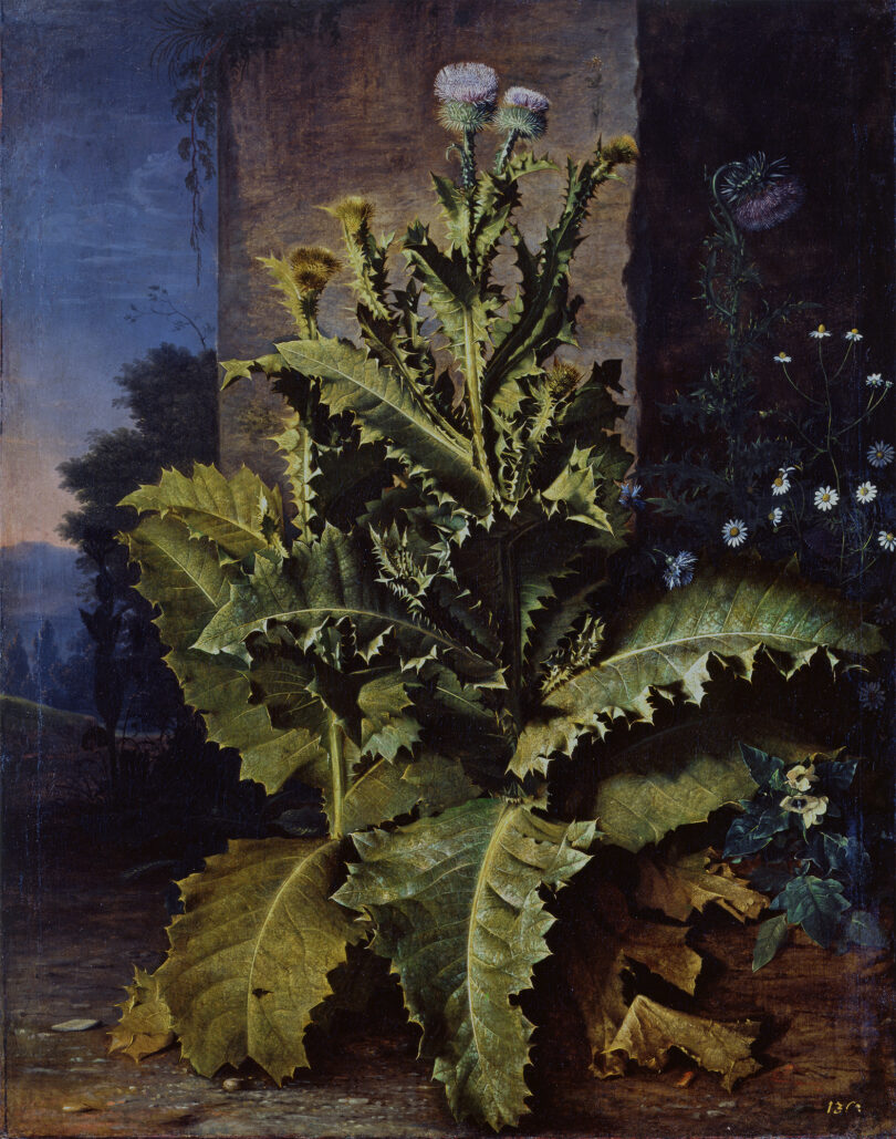 Ein unbekannter niederländischer Künstler malte um 1670 die „Distelstauden und Kornblumen“. © Elke Este und Hans-Peter Klut/Gemäldegalerie Alte Meister, SKD