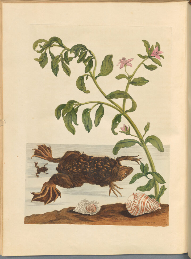 Maria Sibylla Merian, aus dem Buch „Metamorphosis insectorum Surinamensium“ von 1705